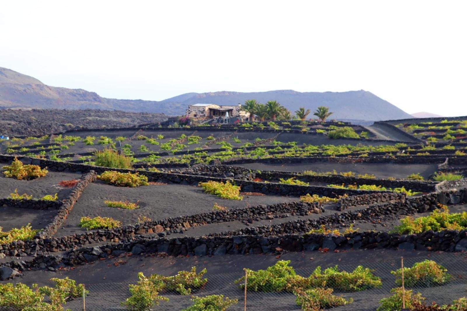 Casa Rural Vega De Timanfaya Uga Eksteriør billede